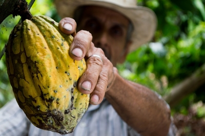 pianta del cacao