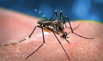 Virus  Febbre del Nilo occidentale in rapido aumento nelle ultime settimane.