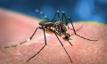 Virus  Febbre del Nilo occidentale in rapido aumento nelle ultime settimane.
