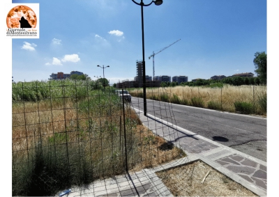 Montesilvano/PP1, "piccola Savana". Di Sante: "L’amministrazione diffidi i proprietari delle aree incolte"