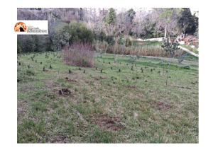 Loreto Aprutino (PE). Piantati 250 nuovi alberi e arbusti al Parco paesaggistico Lauretum