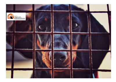 Sante Marie. Settemila firme per dire no alla chiusura del canile sanitario