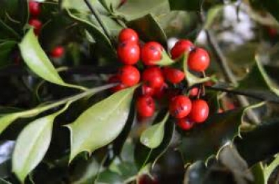 Vischio: simbolo festività natalizie e antica pianta officinale