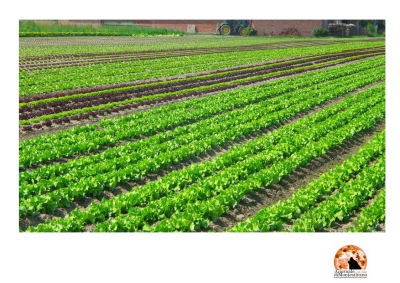 L'Aquila. Protesta USB. Ancora migranti lavoratori irregolari, dopo sanatoria.