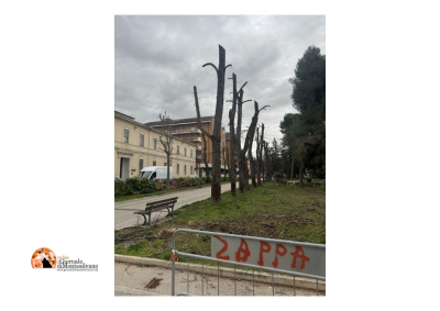 Sulmona. "Scempio nella storica Villa Comunale dove vengono capitozzati molteplici alberi."