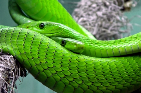 Chieti, mostra di serpenti al museo universitario