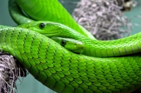 Chieti, mostra di serpenti al museo universitario