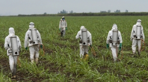 UE vieta l'uso del pesticida glifosato