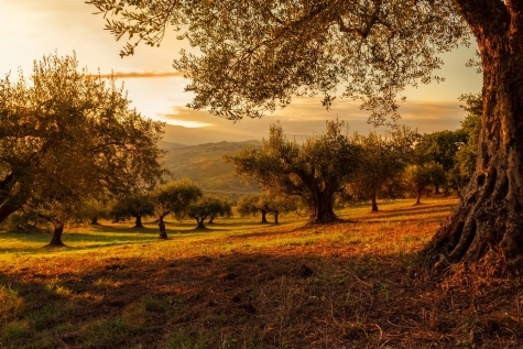 Compravendita sospetta. Sequestro frantoio sociale vicino Popoli.