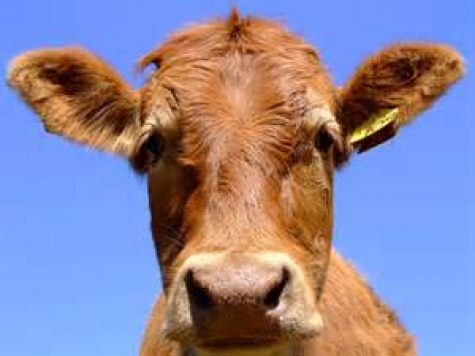 Messico. Scienziati producono farina di sangue