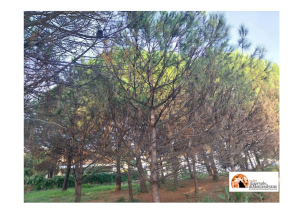 Montesilvano/Co.n.al.pa.: SOS Pineta, l'attacco della cocciniglia tartaruga e la lentezza delle istituzioni