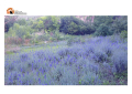 Passeggiata nei giardini della Lavanda.