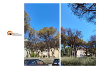 Pescara, diffida cocciniglia: "ecatombe dei nostri alberi più grandi"