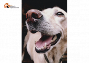 Spoltore: attivazione mentale del cane