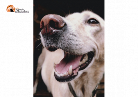 Spoltore: attivazione mentale del cane