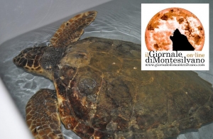 Tartarughe carettera caretta e delfino frequentano l'area