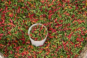 WWF lancia gli ecotips, palinsesto naturale e culturale