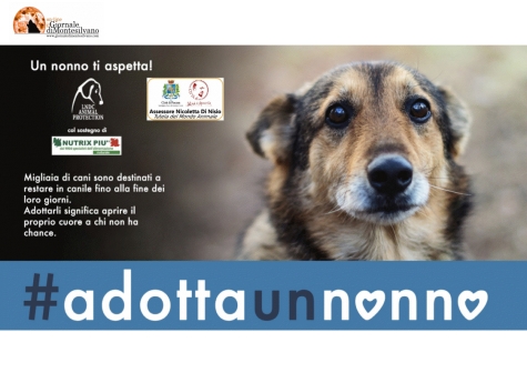 Pescara/amici a 4 zampe: #AdottaunNonno, un anziano è così dolce e affettuoso