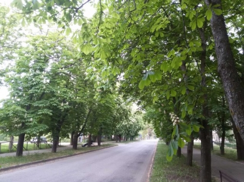 Pescara. Alberi anti-inquinamento, ecco quali sono