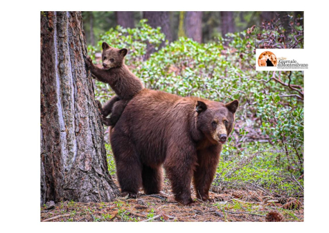 Gli orsi in Abruzzo rispettati, amati e compresi. Ecco cosa è successo a Villalago.