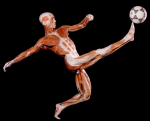 un corpo plastinato 