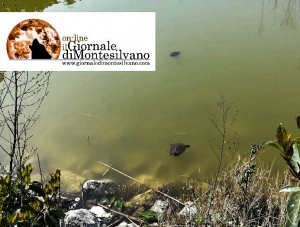 le trtarughe del parco