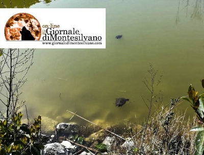 le trtarughe del parco