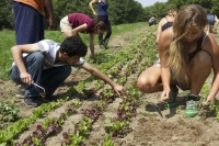 Capistrello. I giovani e l'agricoltura.
