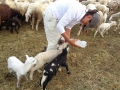 Alina mentre dà il biberon ad una pecorella