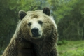 Abruzzo. Muoiono mamma orsa e due cuccioli. "Nessuno può dirsi innocente"