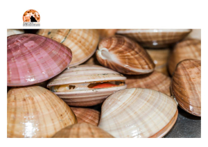 Vongolara intenta a pescare di frodo sanzionata