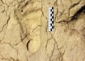 Preistoria, in Etiopia scoperte impronte di bambini nel fango