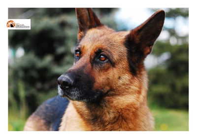 Celano, al mercato cani antidroga scovano spaccio di stupefacenti