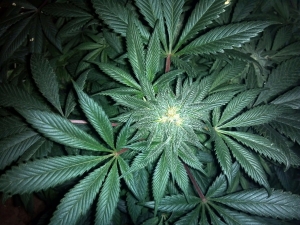 Scoperta coltivazione di 600 piante di marijuana a Civitella del Tronto.