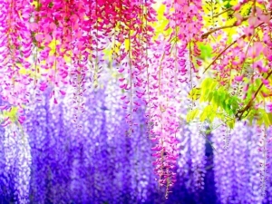 Pescara, Mostra del fiore florviva 2017: “Il matrimonio nelle favole”