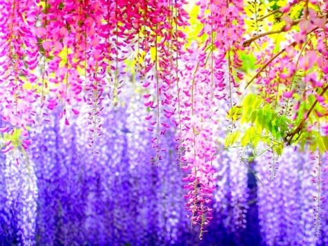 Pescara, Mostra del fiore florviva 2017: “Il matrimonio nelle favole”