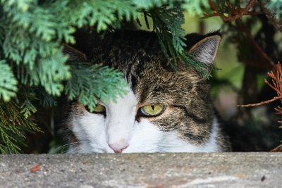 Cocullo. Animalisti: A digiuno gatti randagi, multe a chi li nutre. "E' illegale"