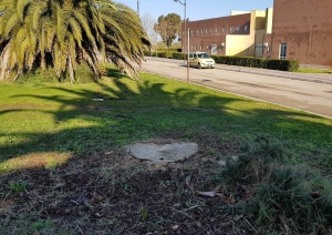 Montesilvano. Abbattute 12 palme malate attaccate dal punteruolo rosso