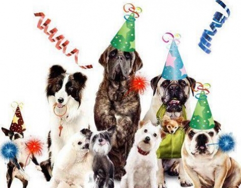 Montesilvano, divieto di botti. Attenzione agli animali!