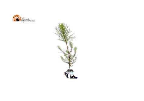 Pescara. Scoperta una nuova specie botanica: il Pinus Mobilis.