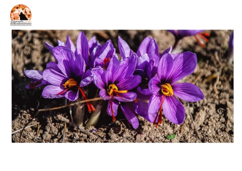 Coltiva lo zafferano dop, un corso.