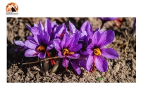 Coltiva lo zafferano dop, un corso.