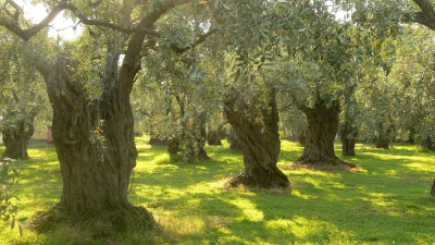 Abruzzo: olio tunisino decuplicato, tonnellate senza dazio europeo