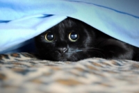 Montesilvano. Festa del gatto nero contro le superstizioni