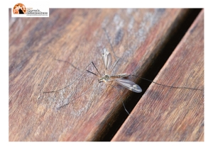 West Nile Virus, situazione e prevenzione – secondo l’Istituto Superiore di Sanità