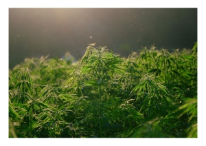 Casalincontrada, scoperta piccola coltivazione domestica di marijuana.