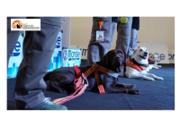 Riflettori accesi sugli animali: torna a Pescara Quattrozampexpo