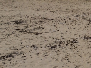 I legnetti che in questi giorni si trovano sulla spiagia della costa locale in una foto di questa mattina