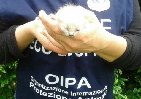 Pescara/Chieti, diventare Guardie zoofile corso di Oipa