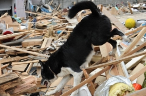 Terremoto/Lav Roma attiva punti raccolta per i materiali utili agli animali colpiti